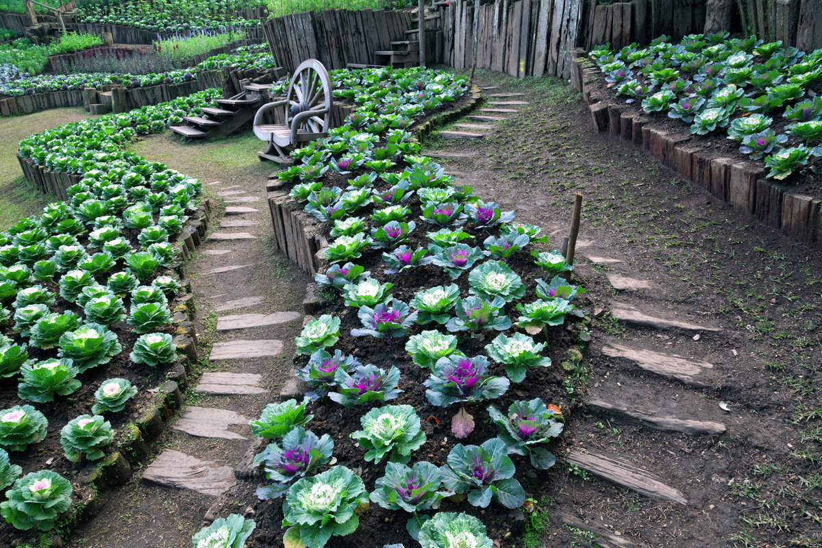 Food Plant Beds and Borders