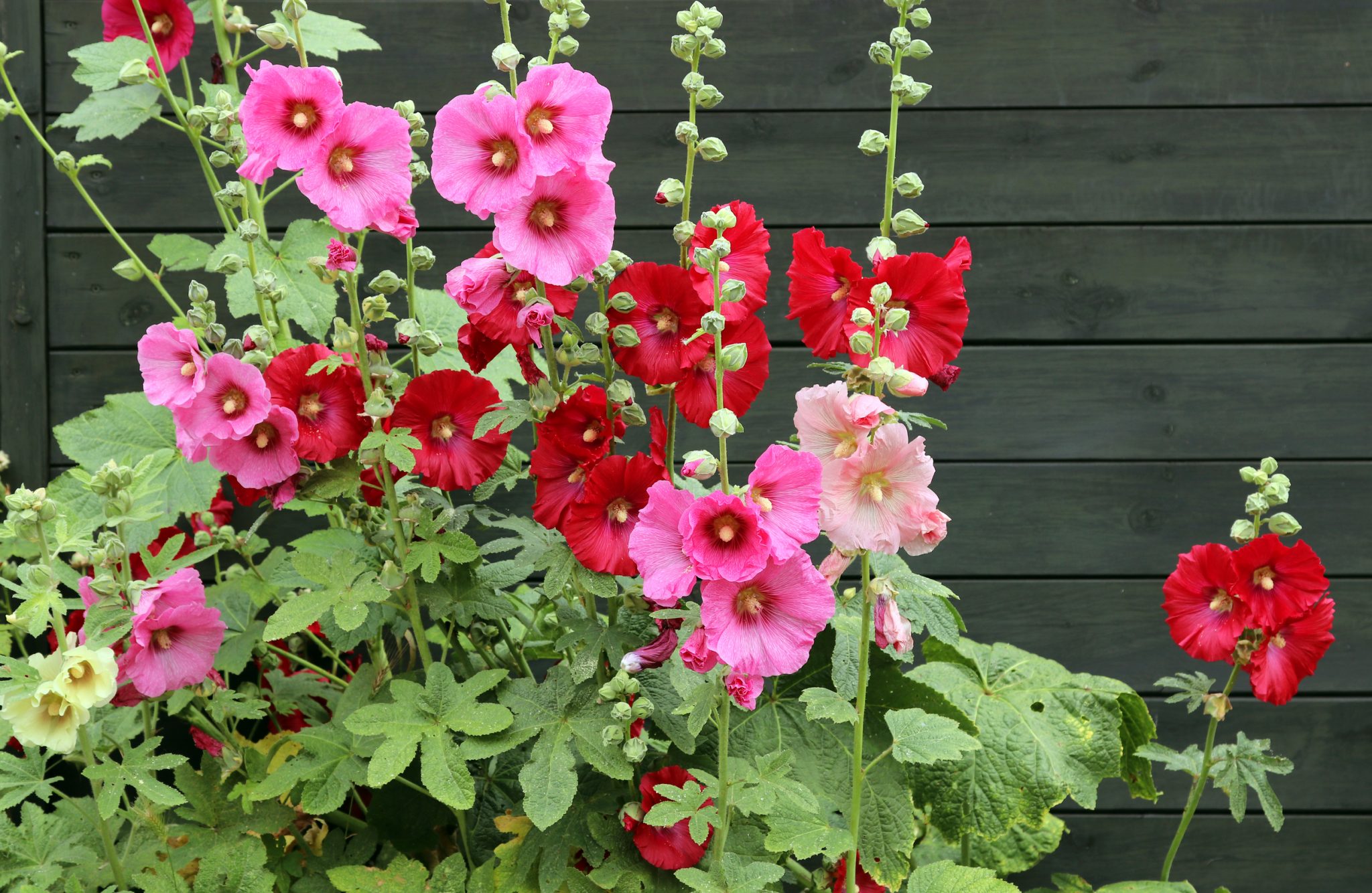 Grow Hollyhocks Alcea Rosea