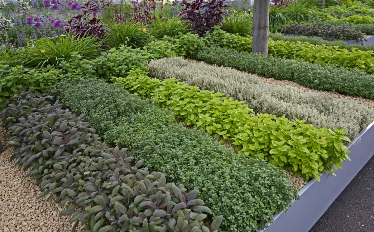 Herb Garden