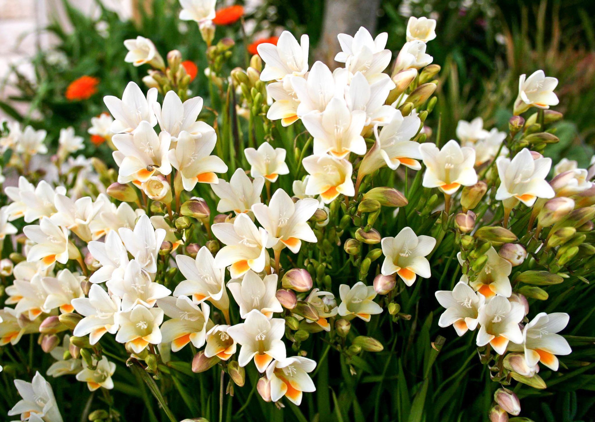 how to plant and grow freesia | install-it-direct