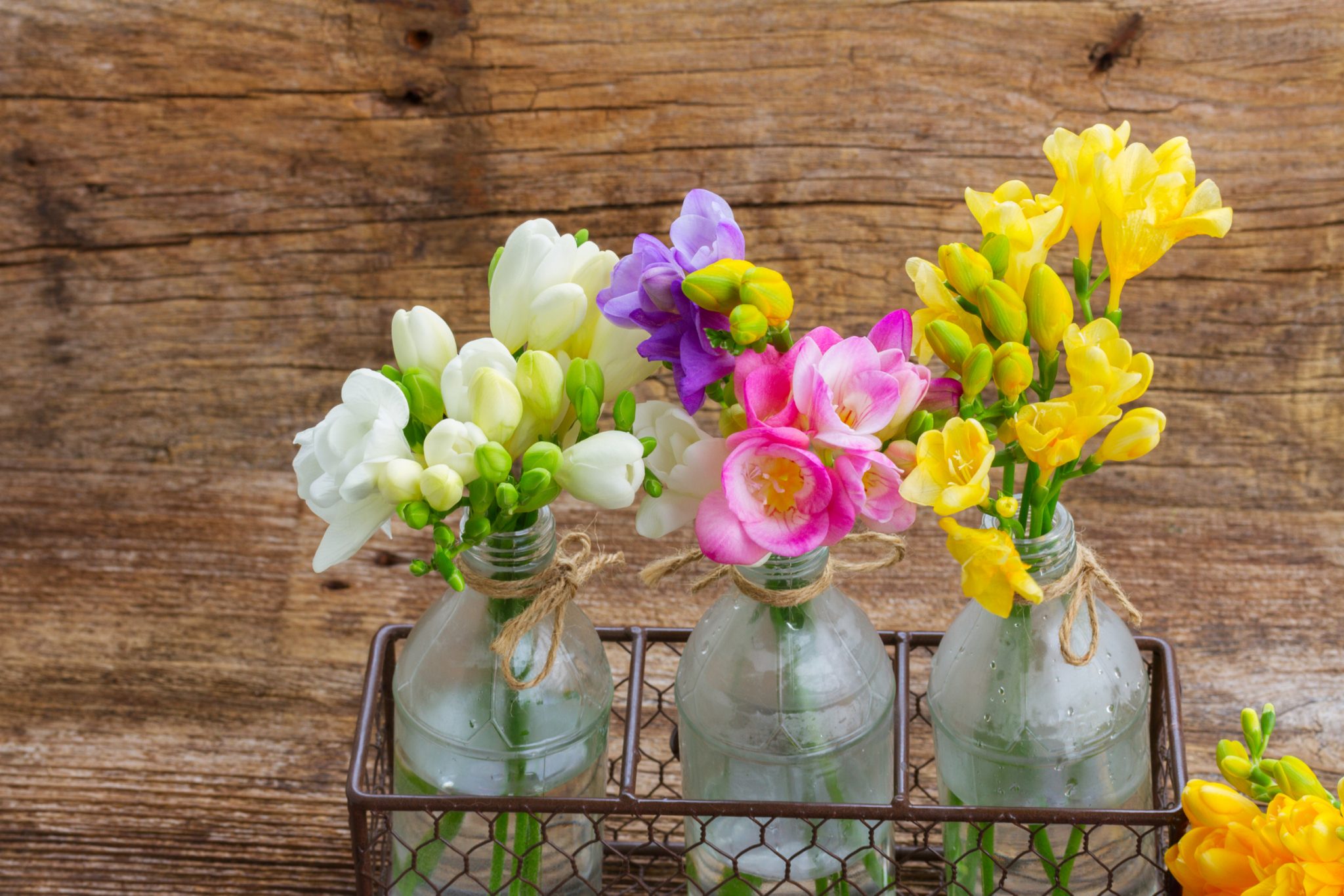 How to Plant and Grow Freesia