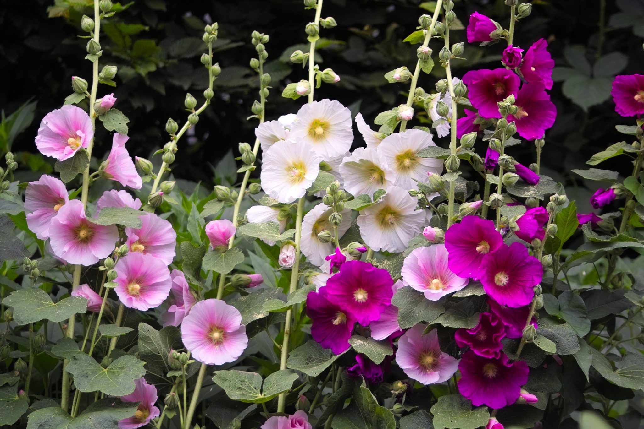 How to plant Hollyhocks Alcea Rosea