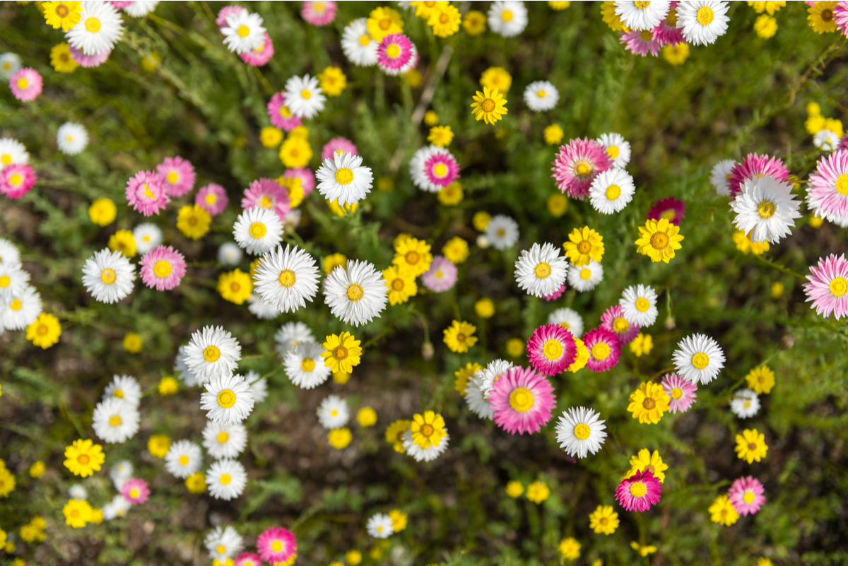 Native Flower Borders and Beds