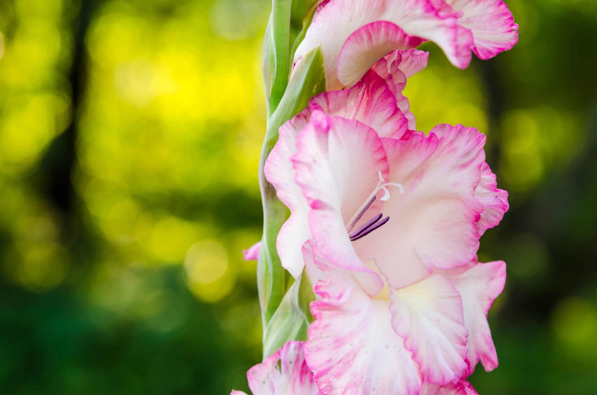 gladioli garden