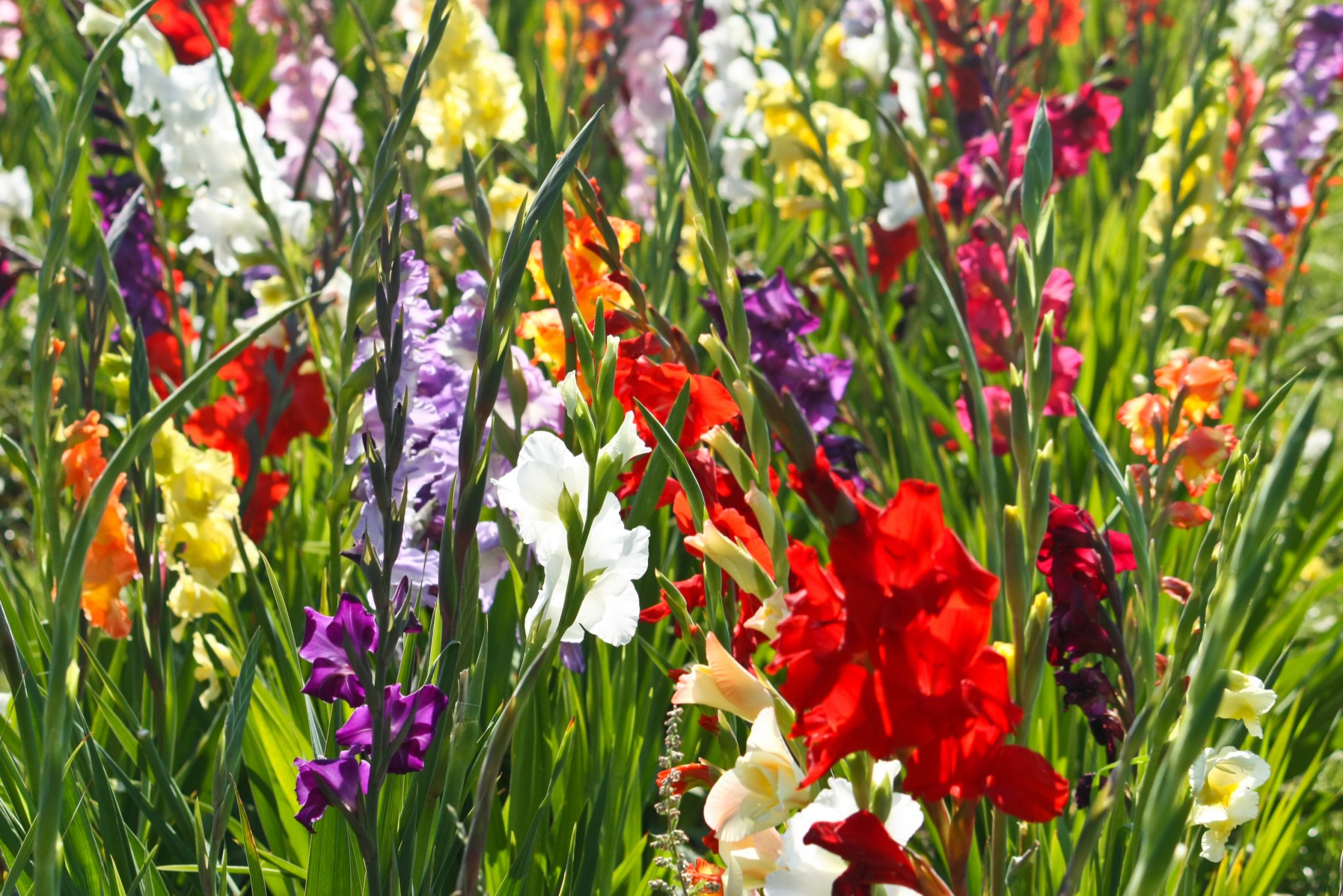 gladiolus
