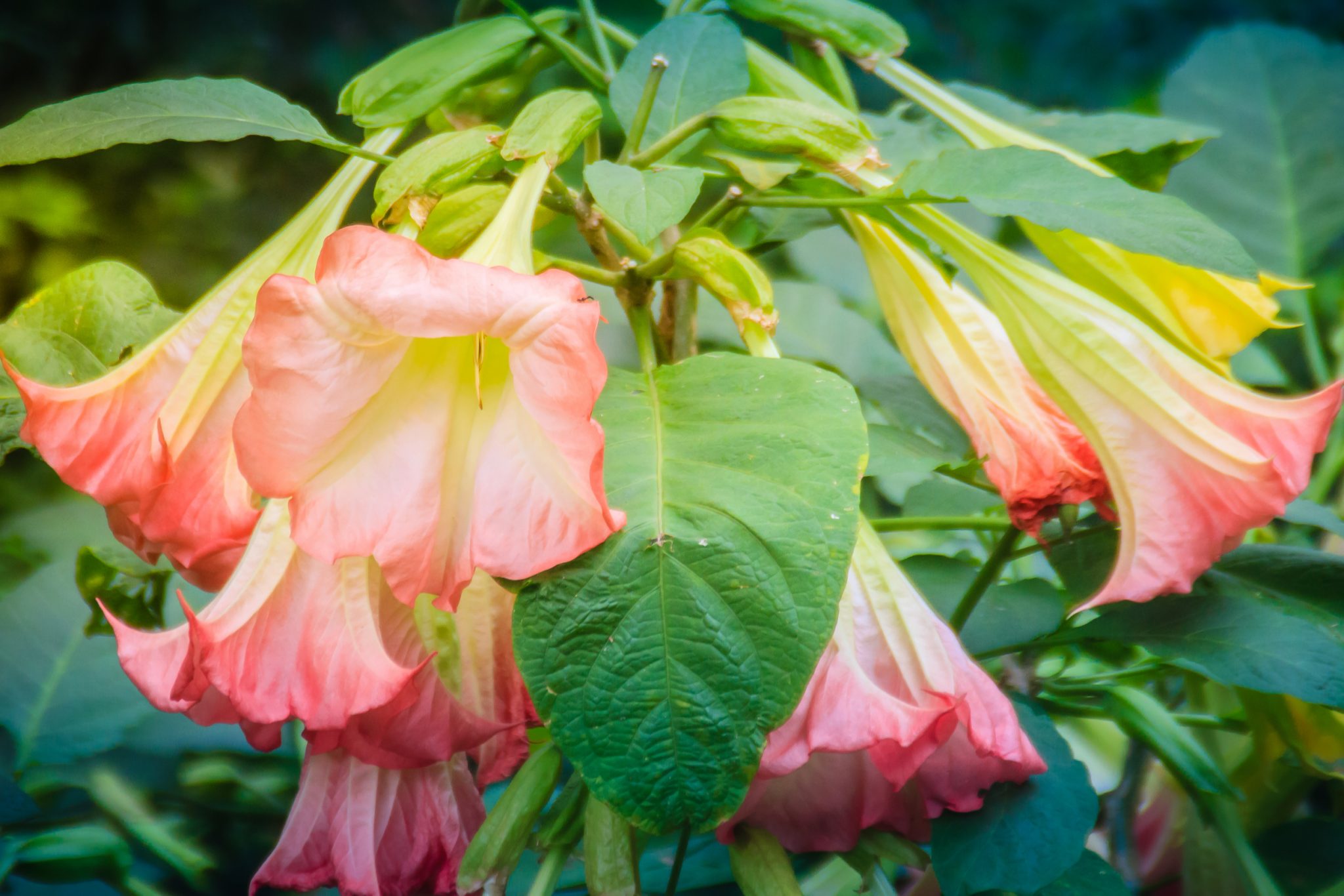 Angel’s trumpets (Brugmansia)
