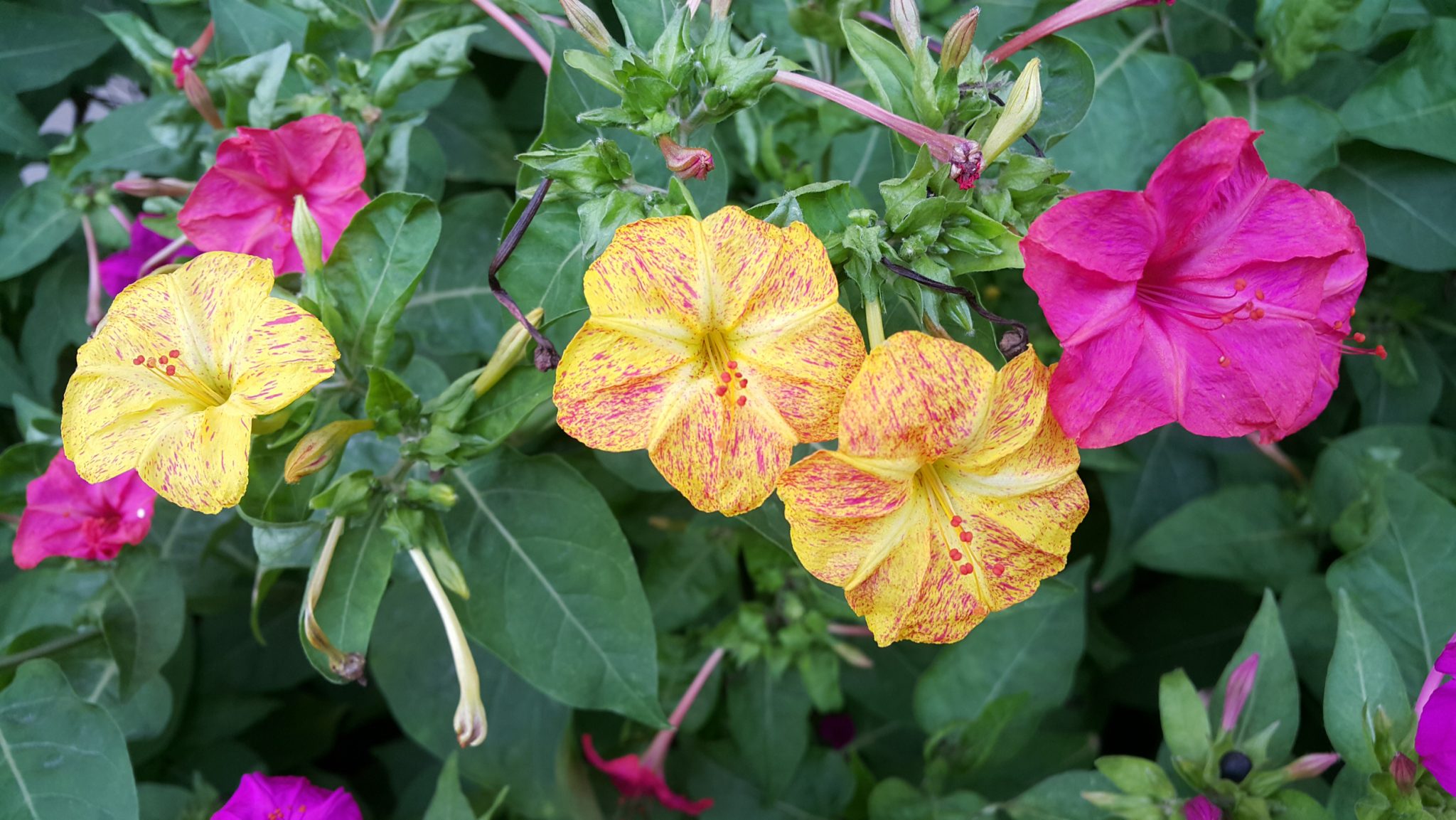 Four o’clock (Mirabilis jalapa)