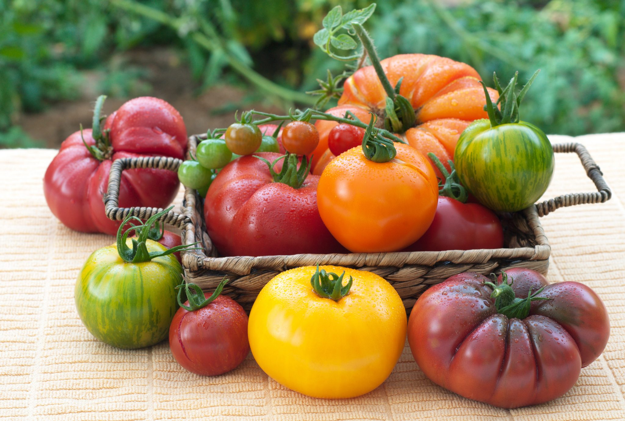 Hybrid vs. Open Pollinated vs. Heirloom
