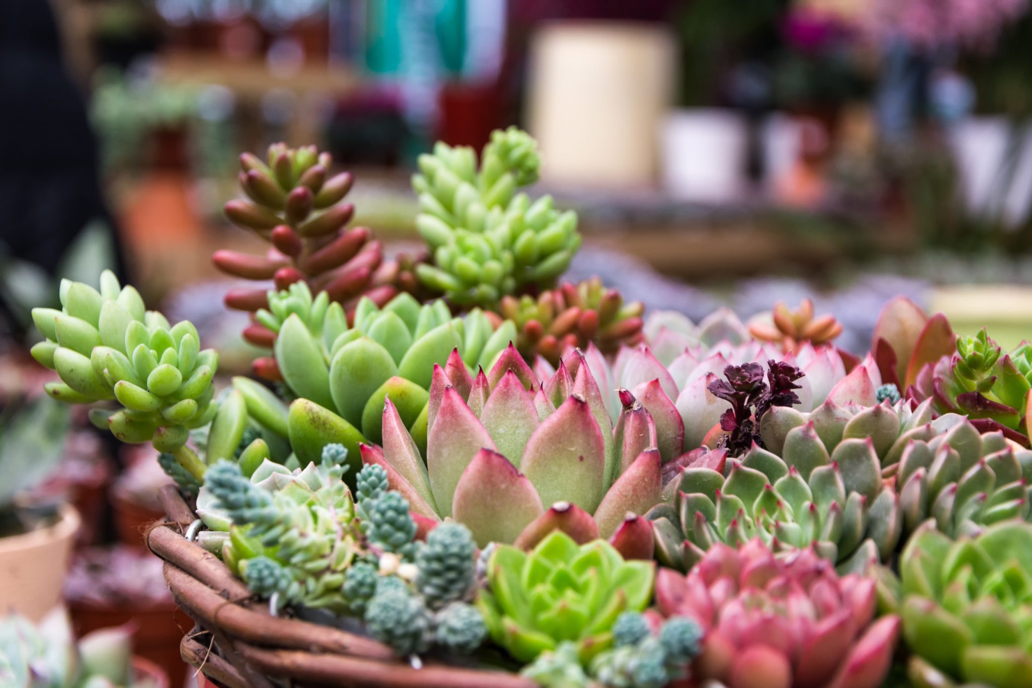 Plant Succulents