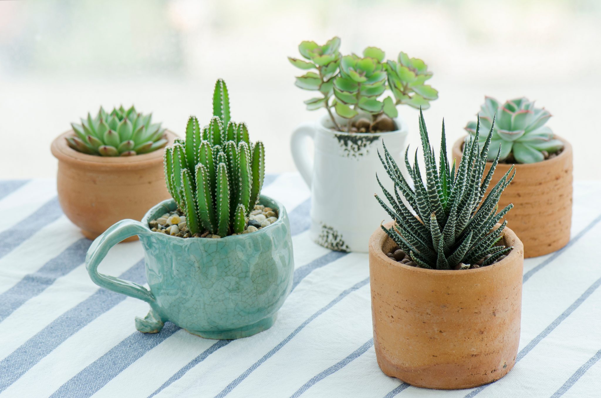 Succulents
