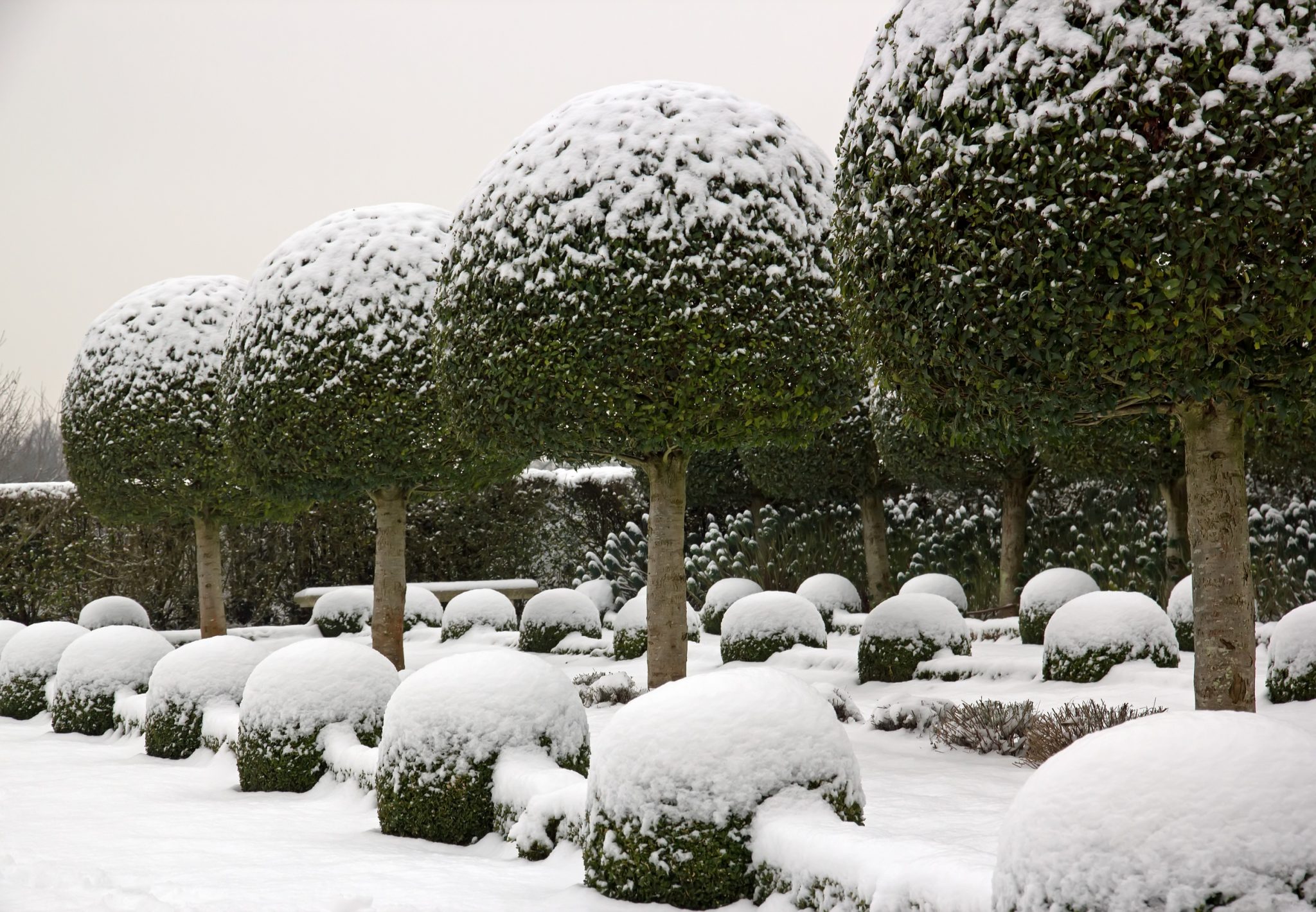 winter planting
