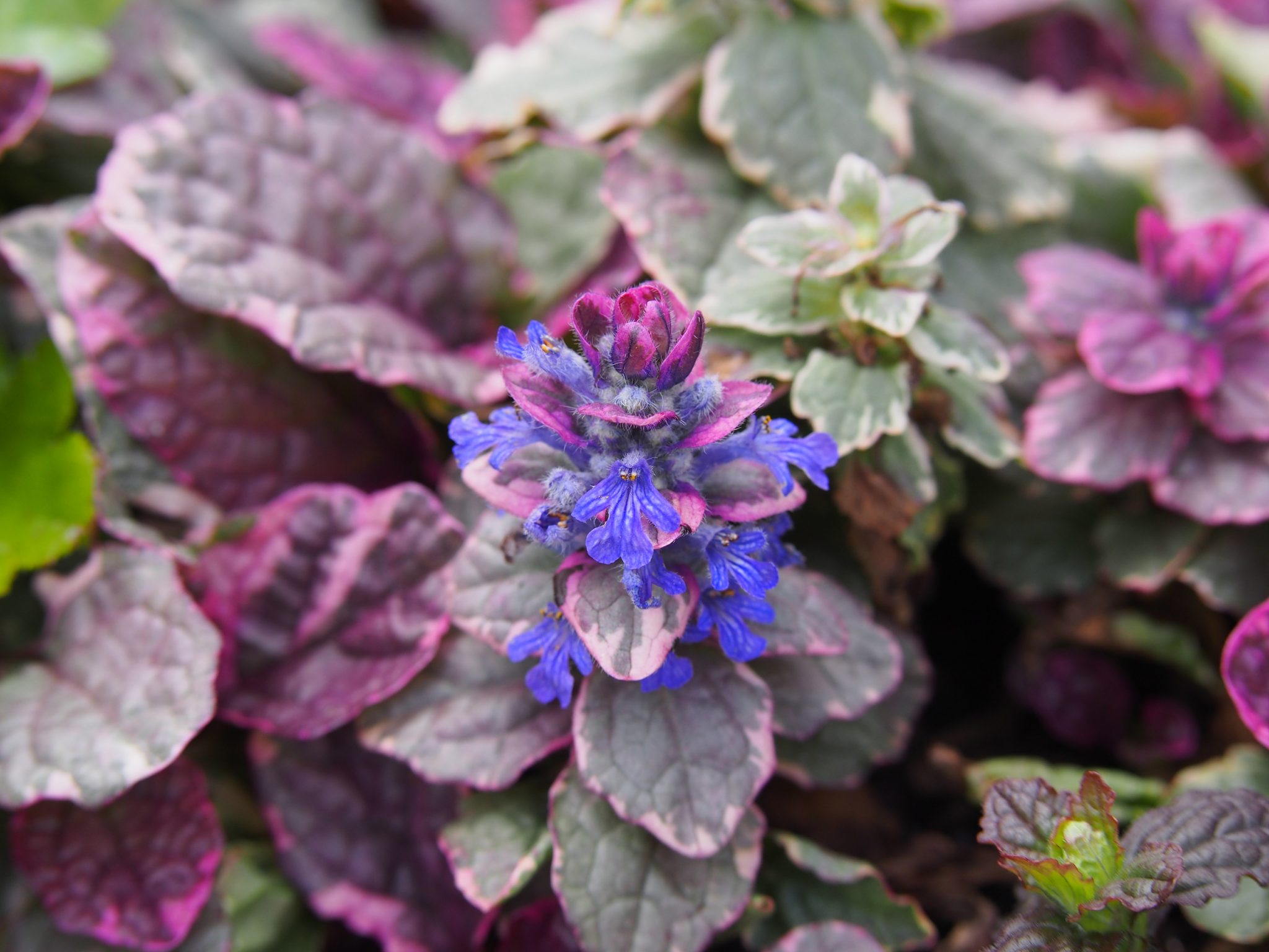 winter planting ideas