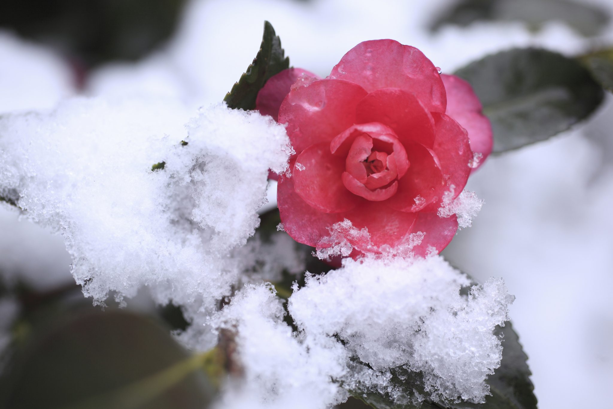 winter plants ideas