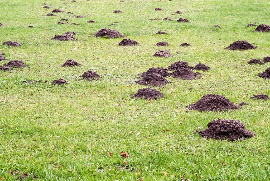 How to Get Rid of Moles Buy, Install and Maintain Artificial Grass