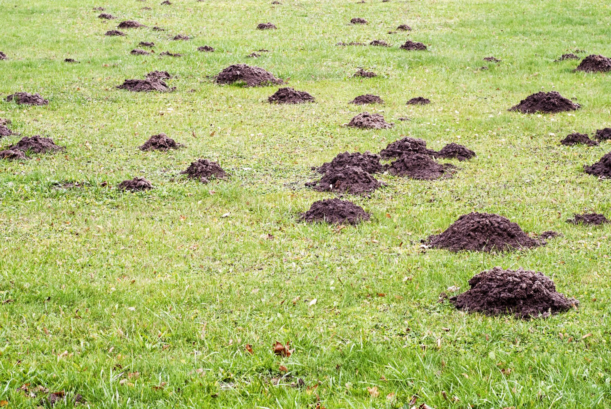 Mole Problem