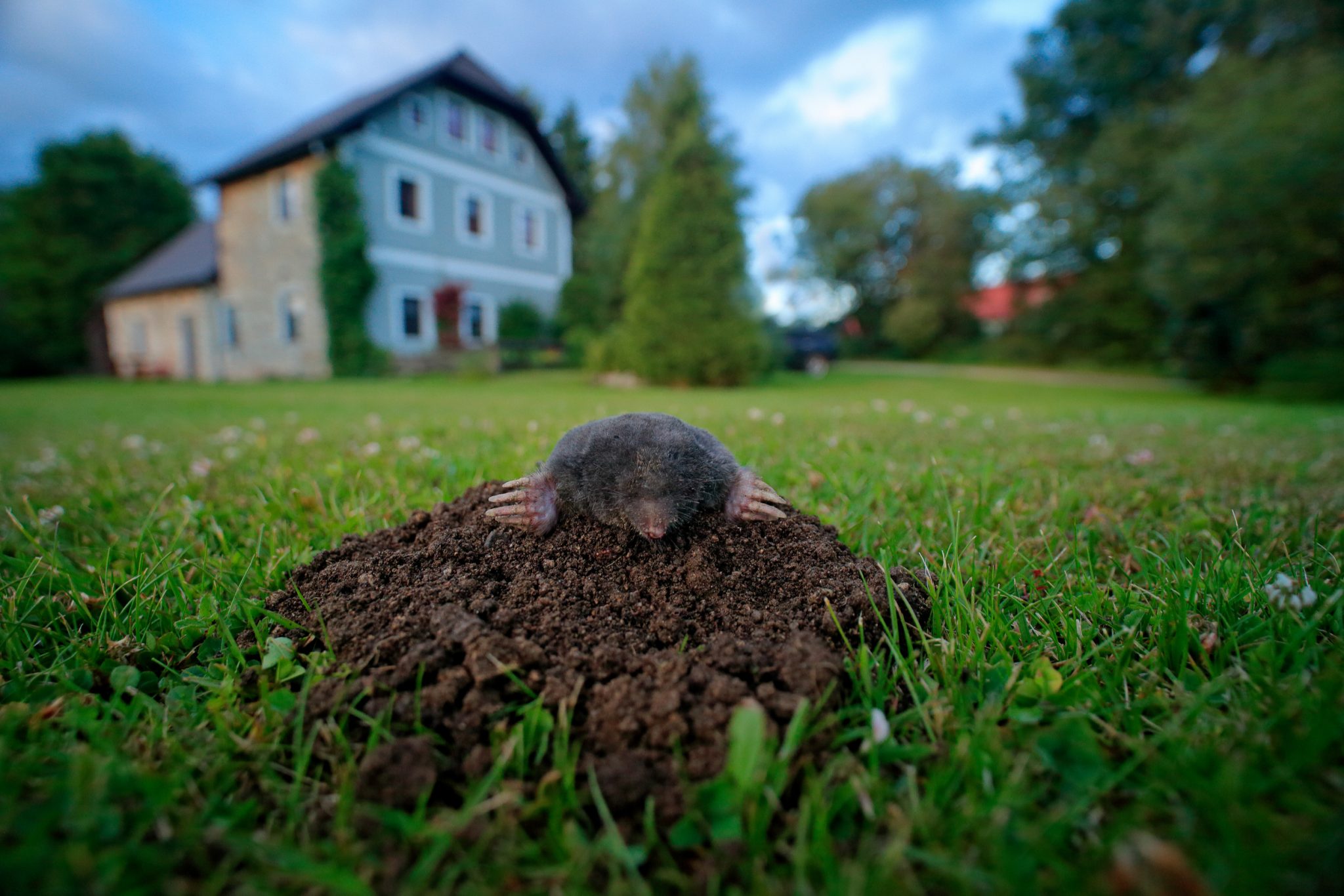 Mole Removal