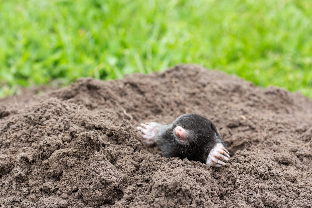 How to Get Rid of Moles Buy, Install and Maintain Artificial Grass