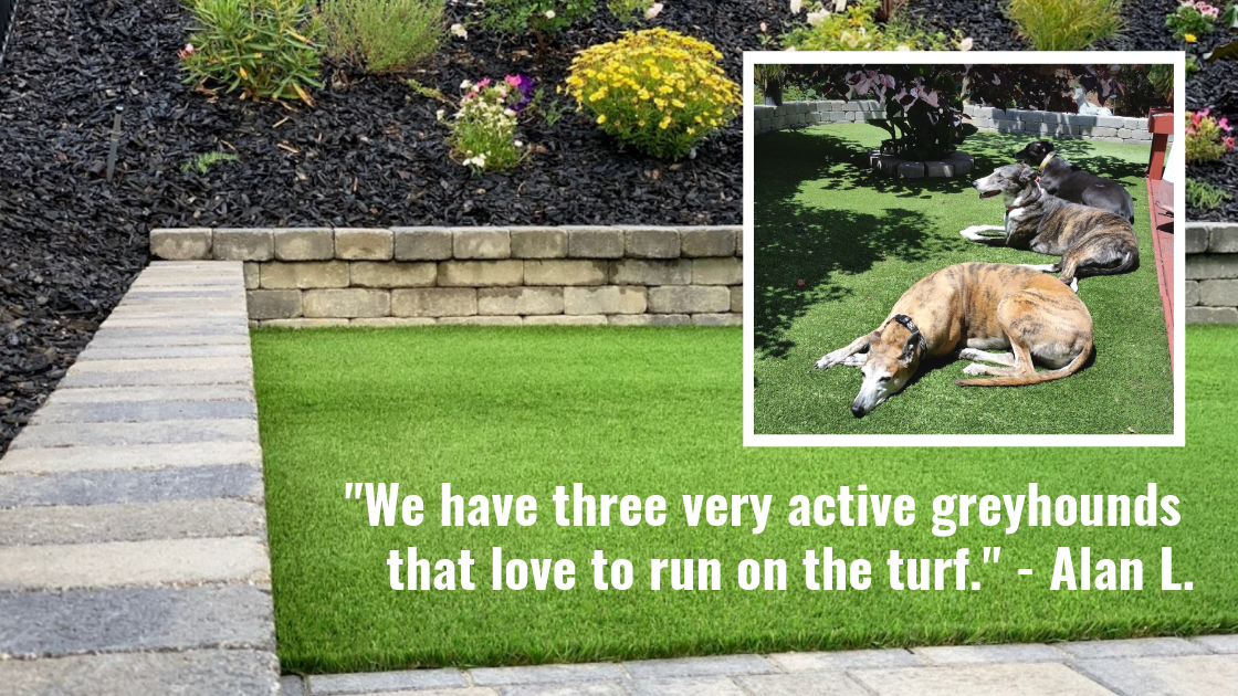Greyhounds relax on artificial grass backyard.