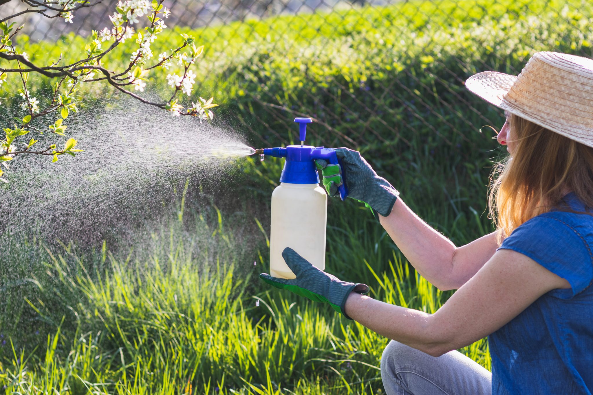 Citrus Fruits Care and Maintenance
