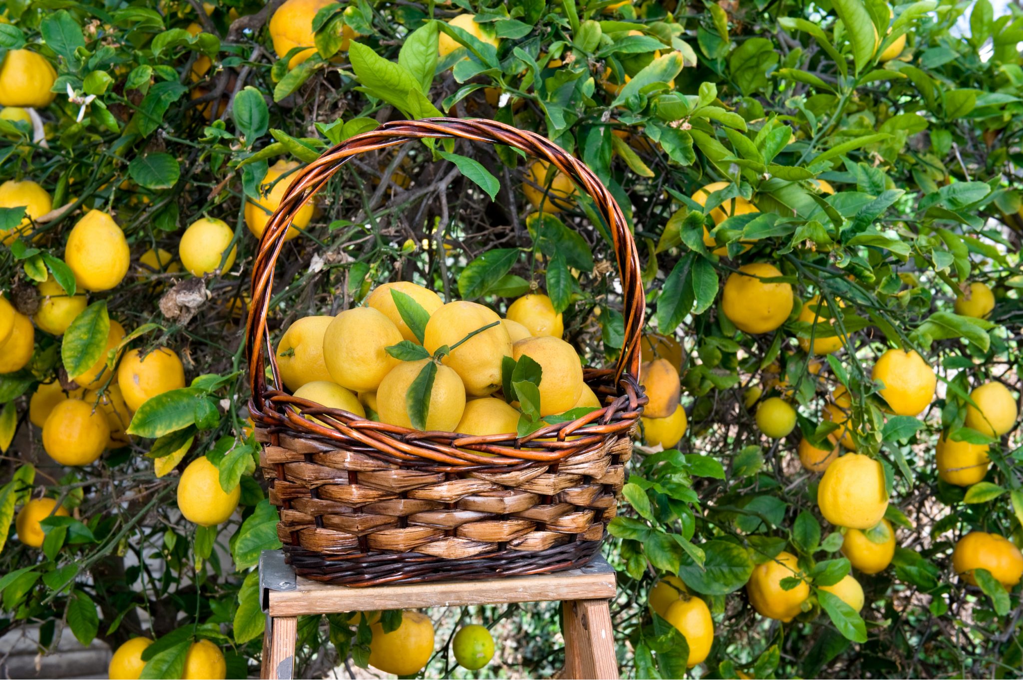 How to Harvest Citrus Fruits
