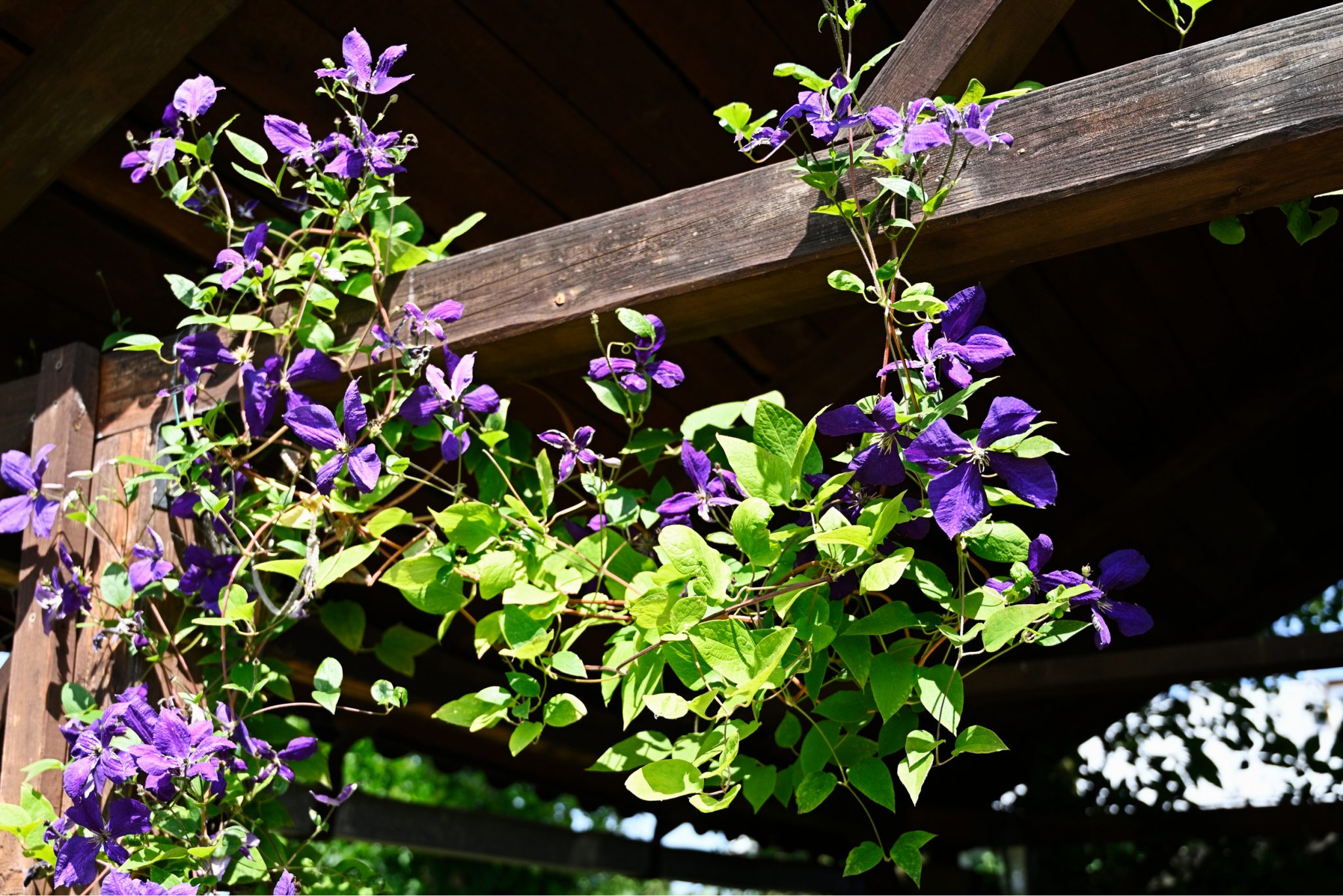 Best Pergola Plant Ideas