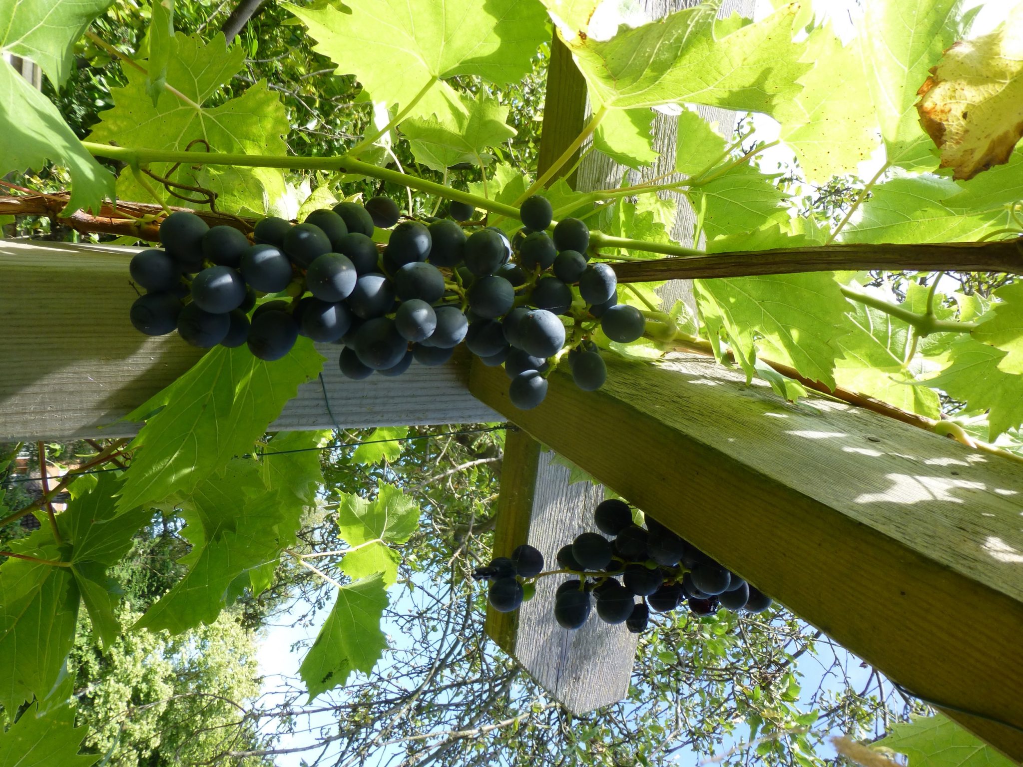 Best Pergola Plants Grapevines