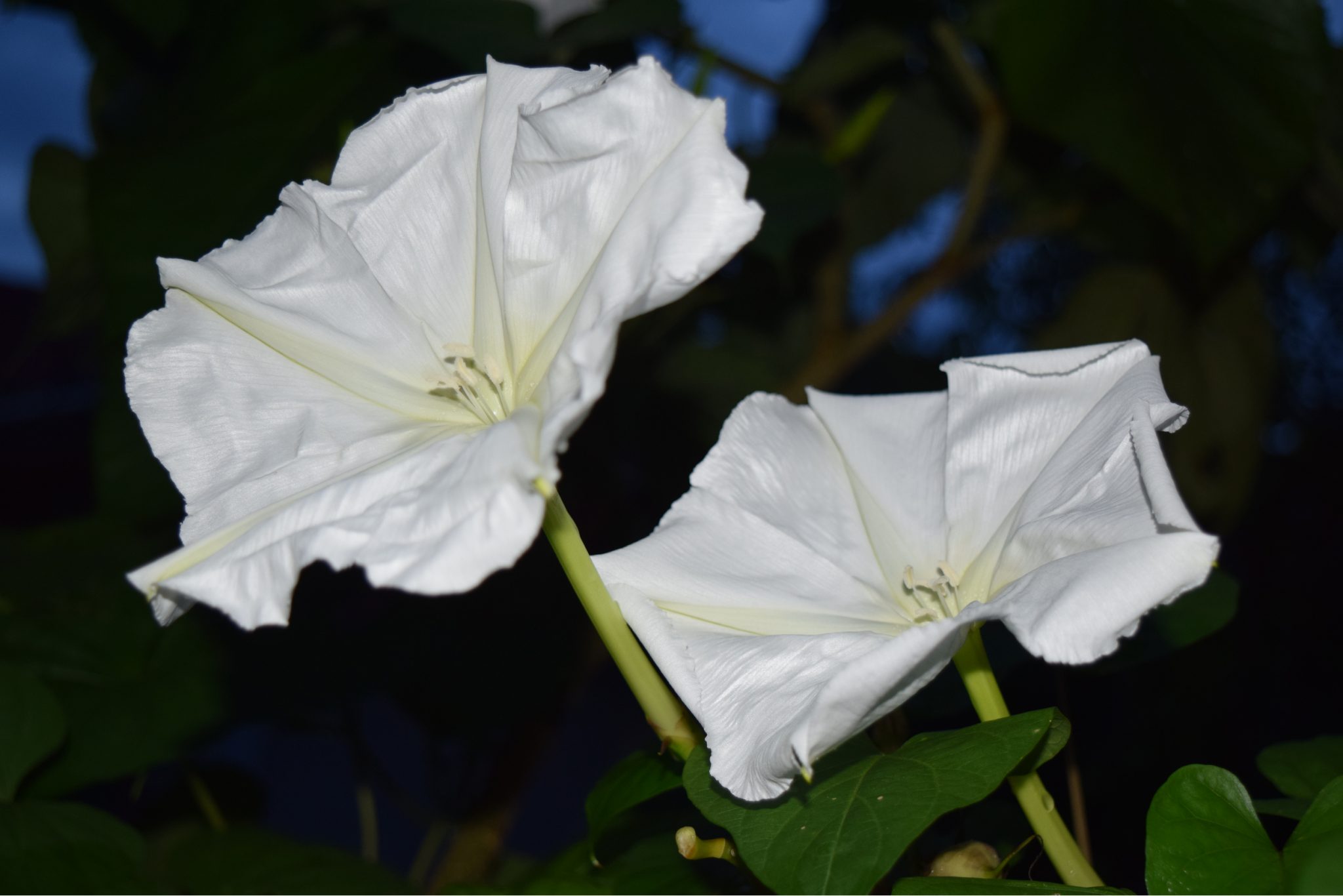 Best Pergola Plants Moonflower