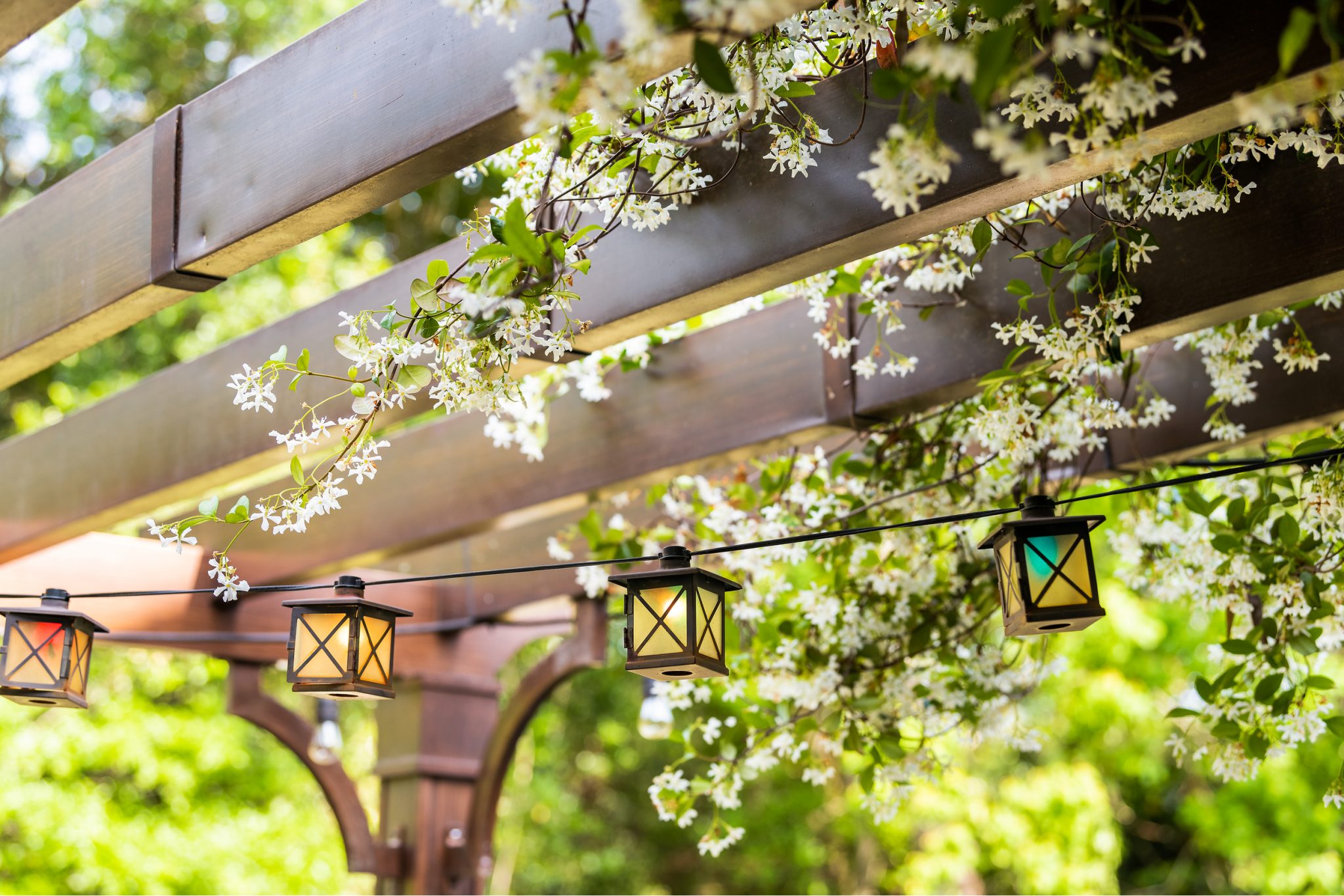 Best Pergola Plants clematis