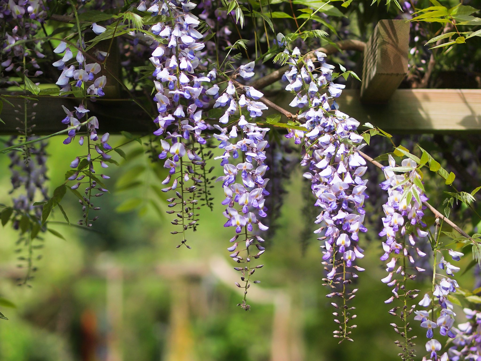Pergola Plants