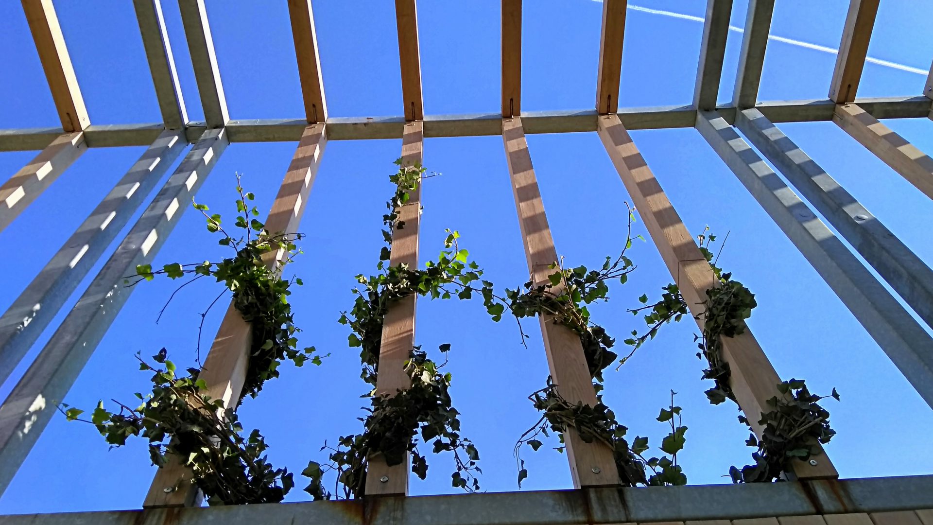 20 Best Pergola Plants INSTALLITDIRECT