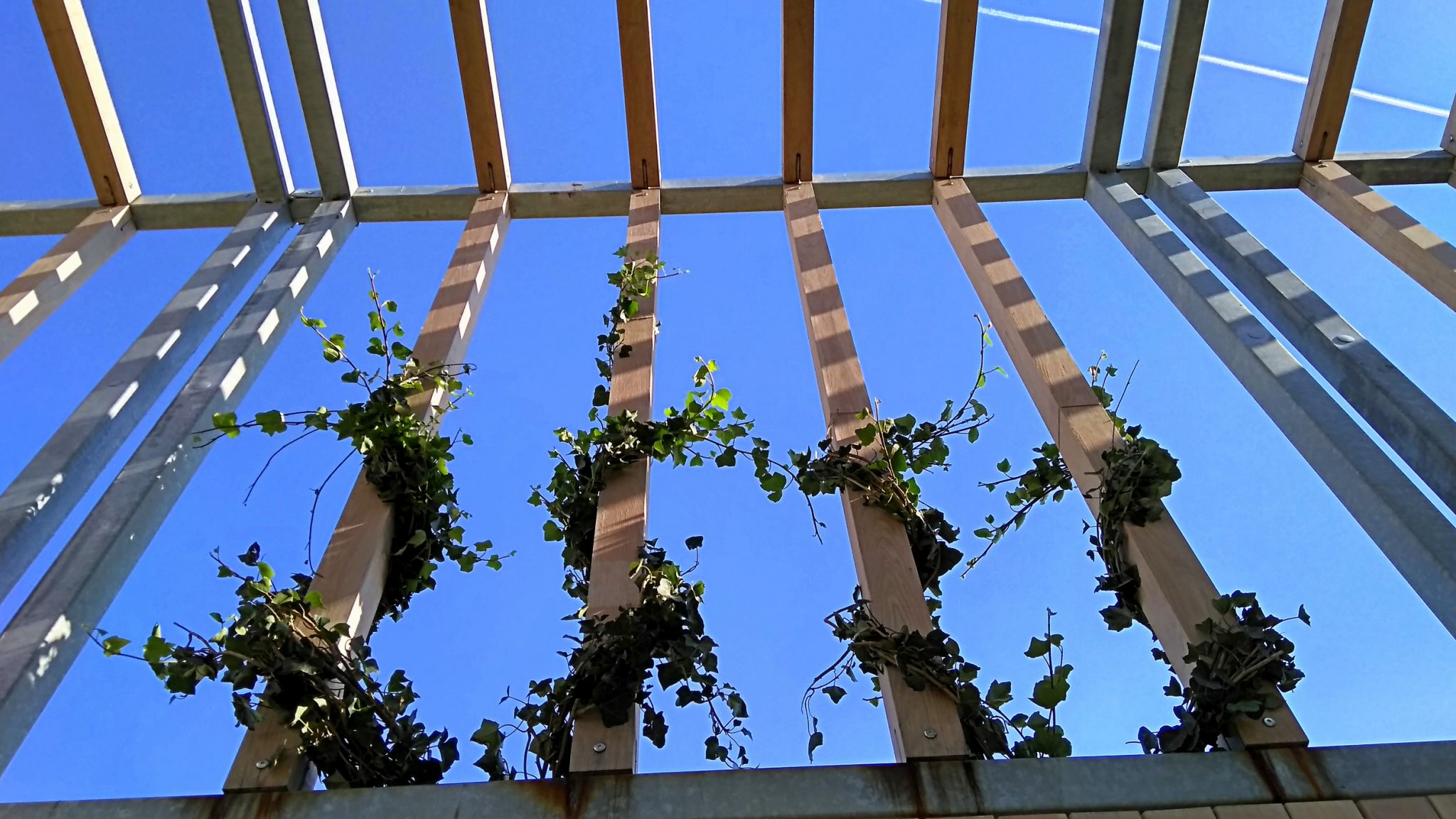 Plants For Pergolas