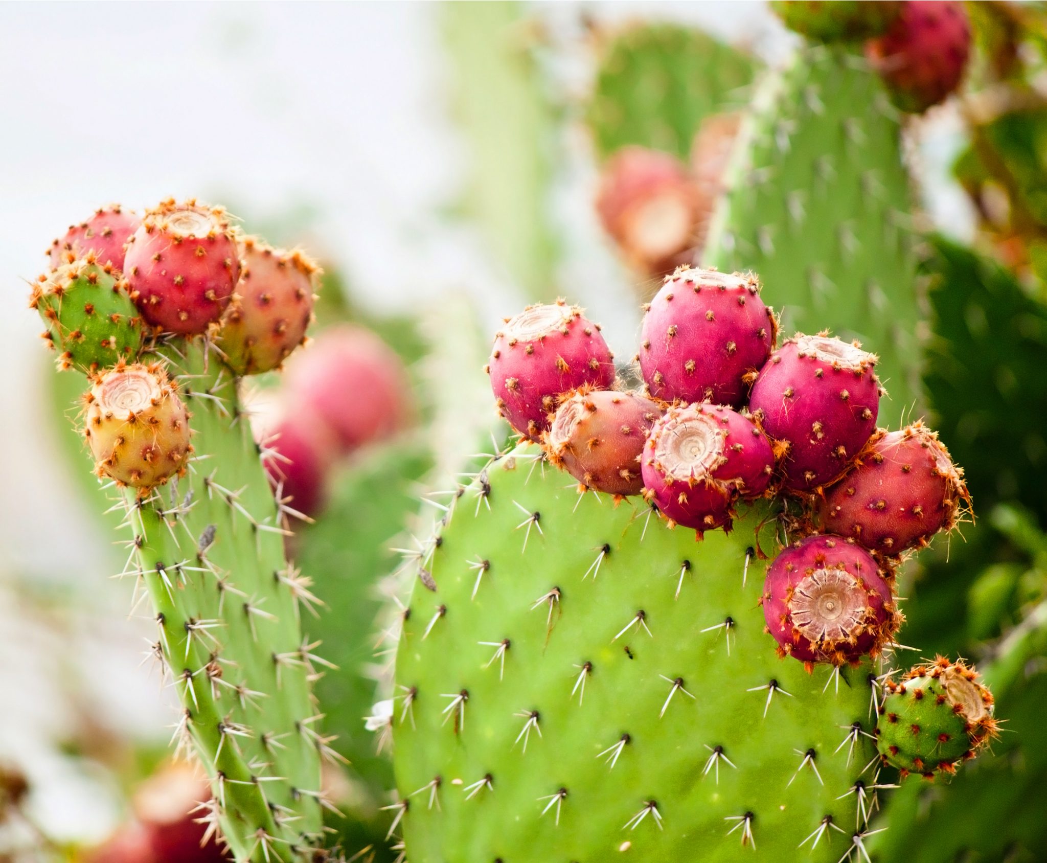 how to plant and grow prickly pear cactus - install-it-direct