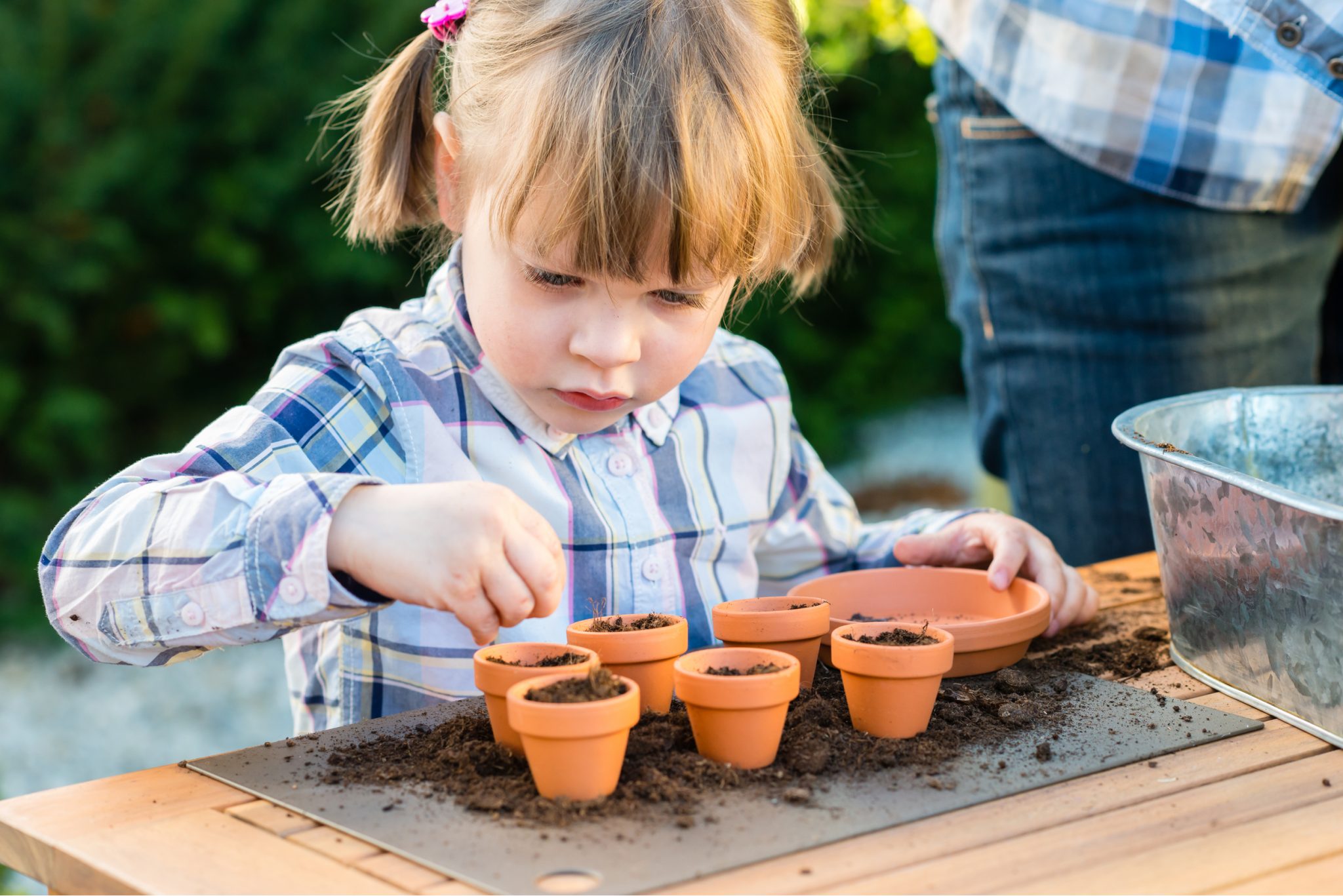 prickly pear planting
