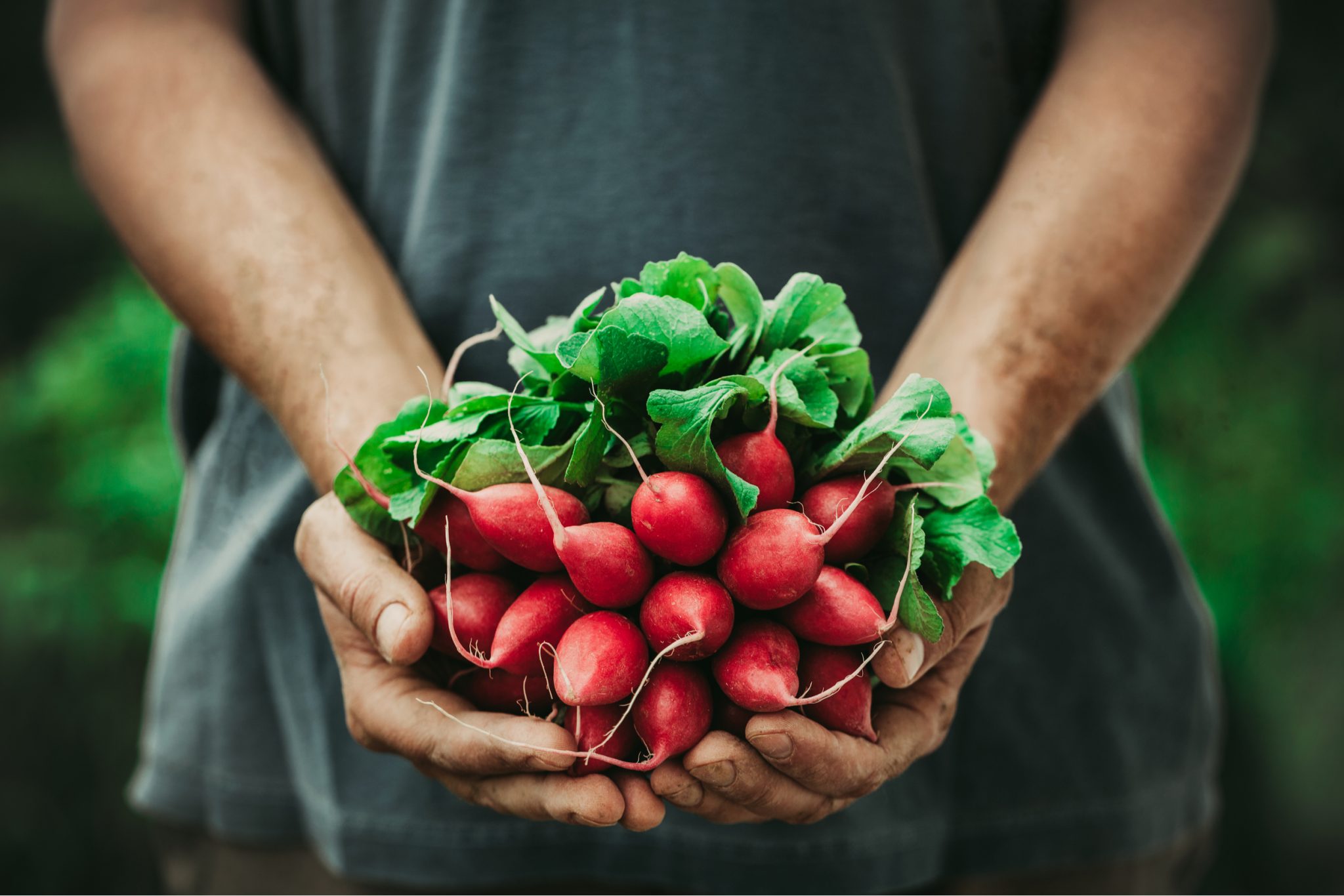 Beginners Vegetable Garden Tips