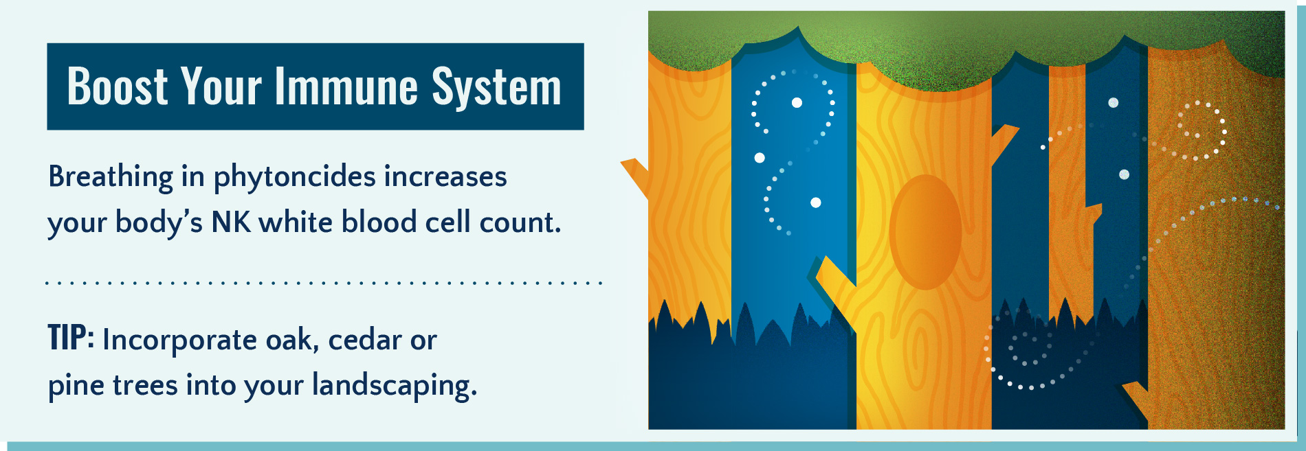 Being outdoors boosts your immune system