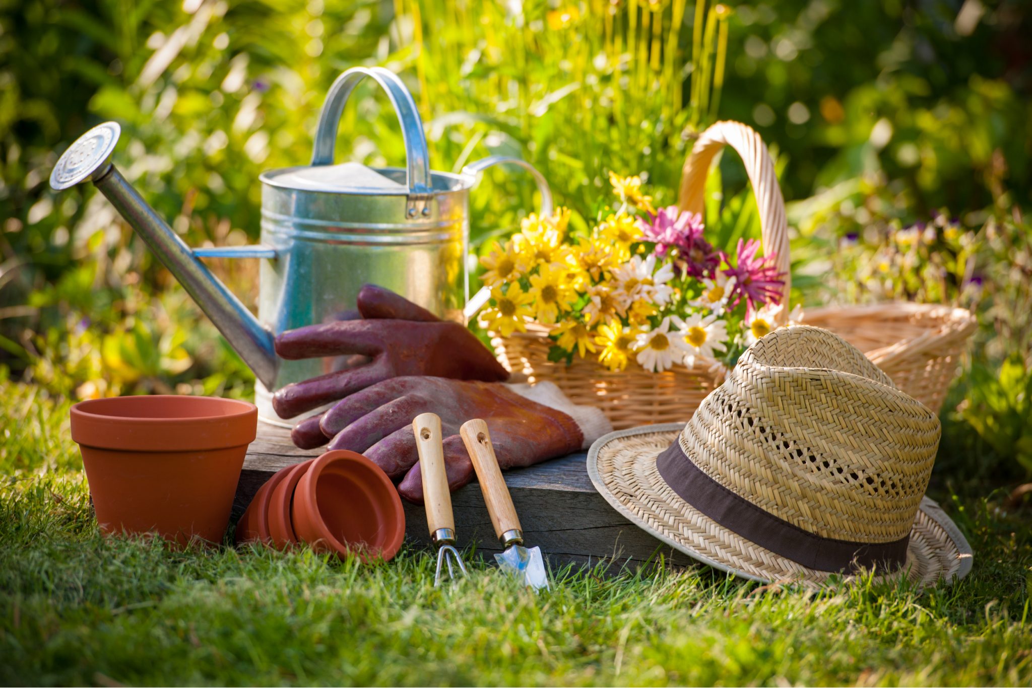 Vegetable Garden Guide