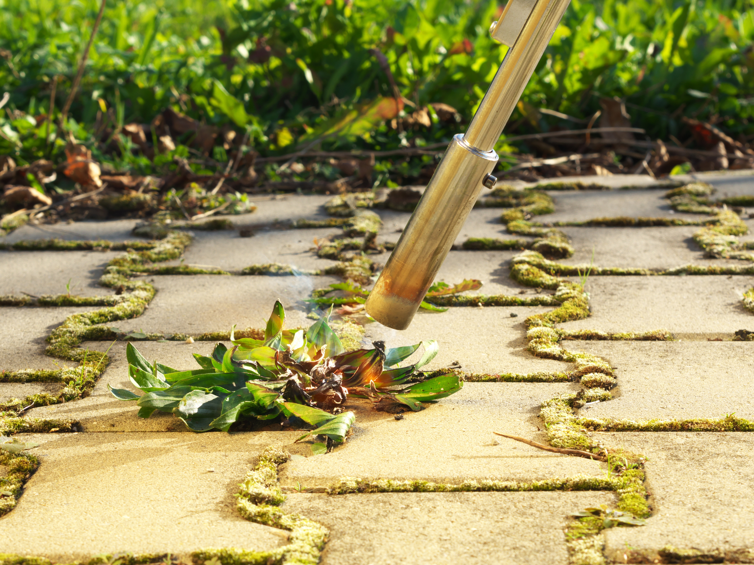 Remove Weeds Between Pavers tips