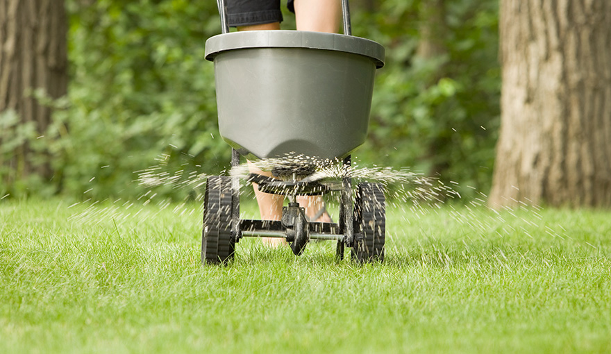 Person spreading fertilizer on a lawn