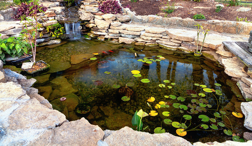 backyard pond with plants around it