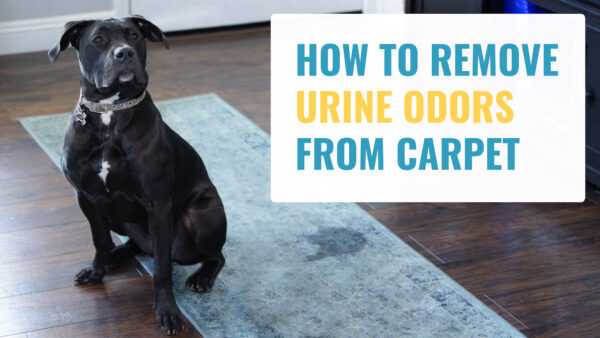 Remove Urine Odors from Carpet