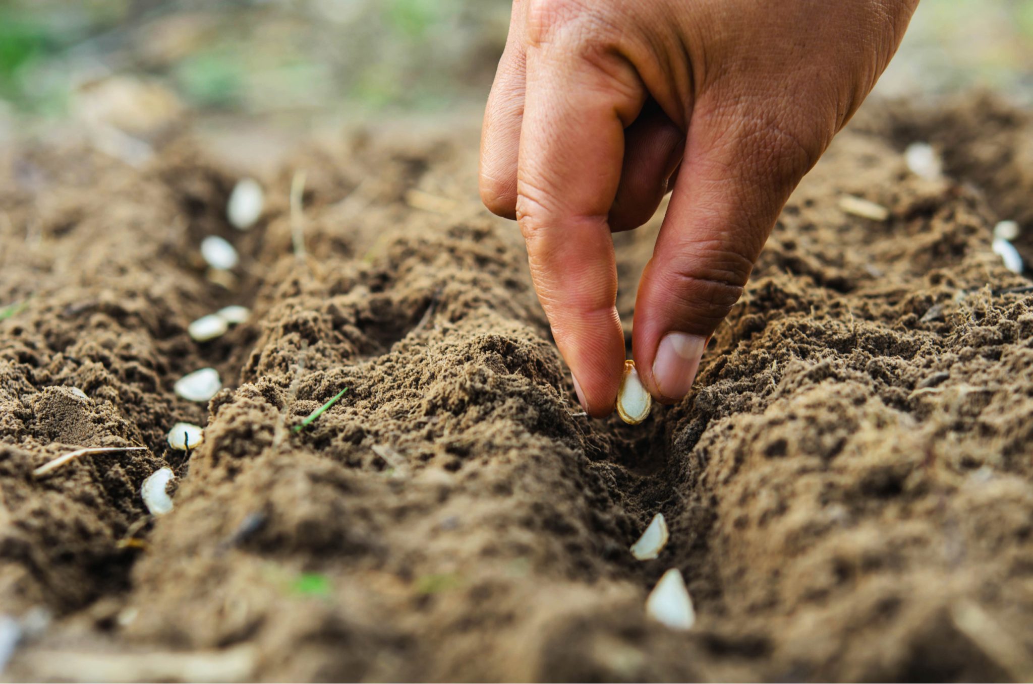 Fruits and Vegetables to Grow in Southern California