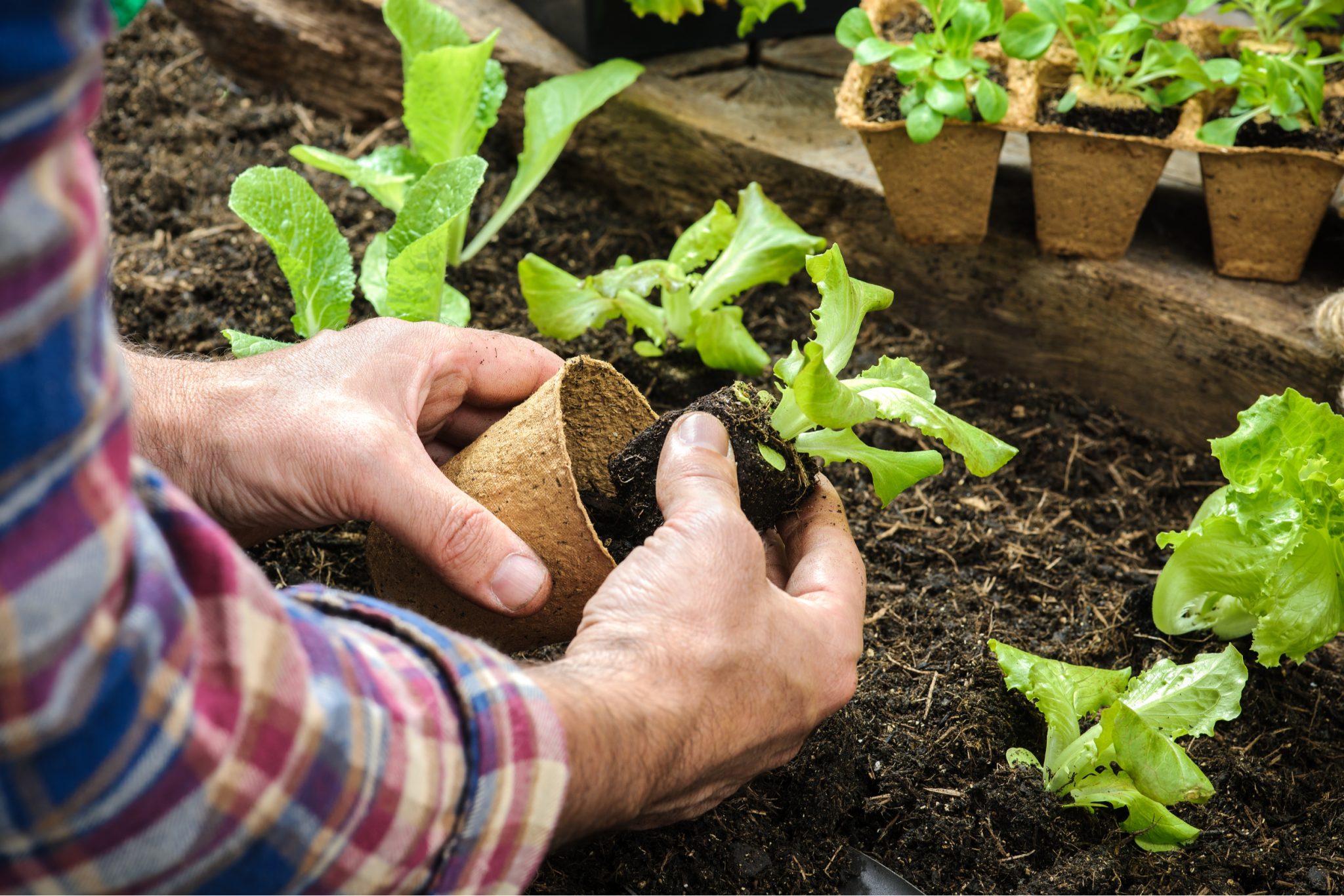 Southern California planting guide