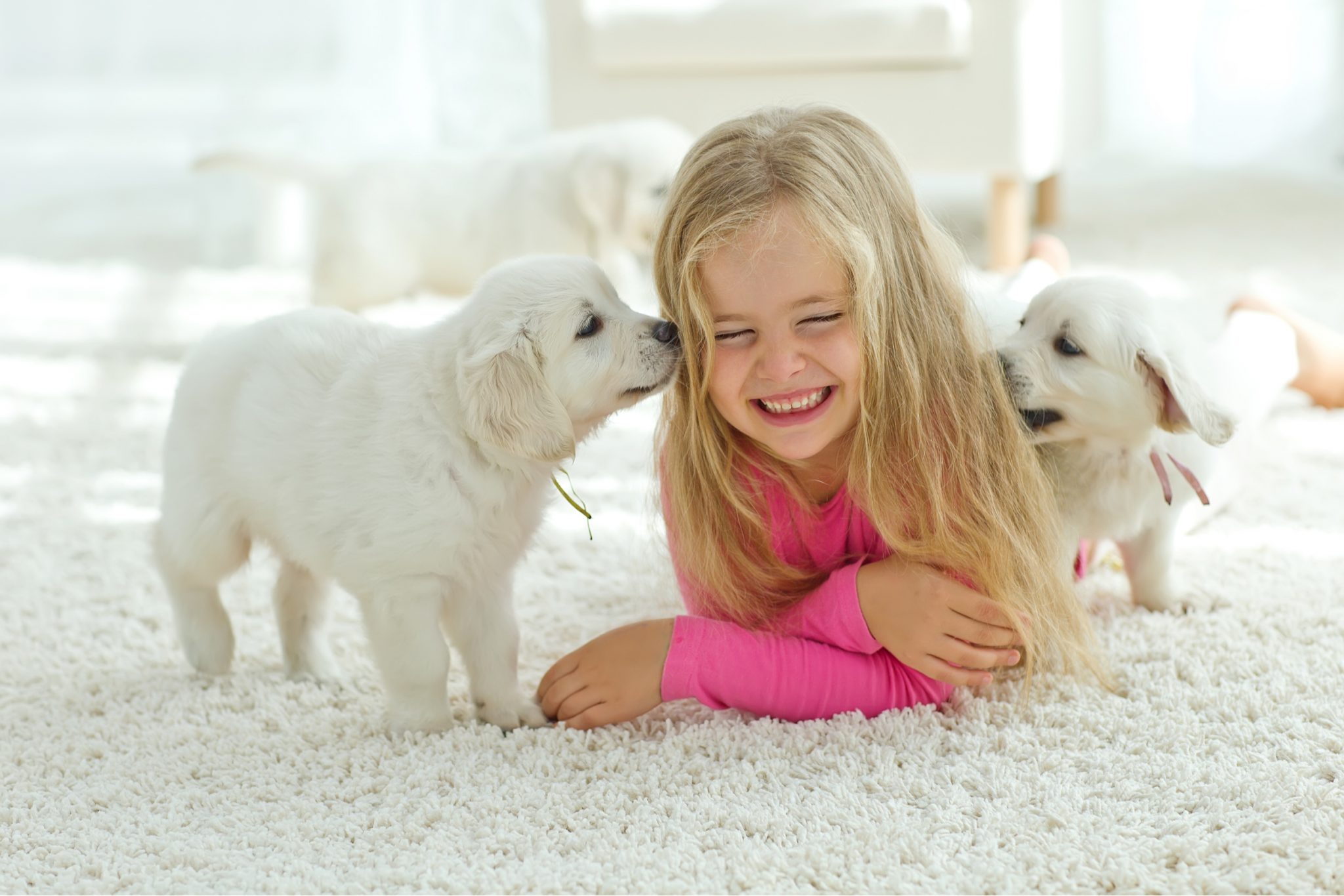carpet cleaner pet odor