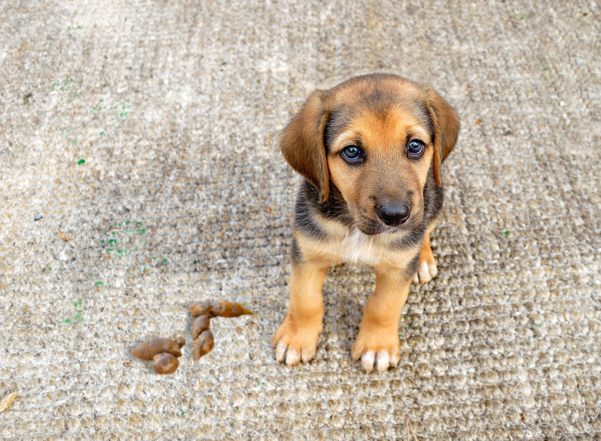 carpet cleaner pets