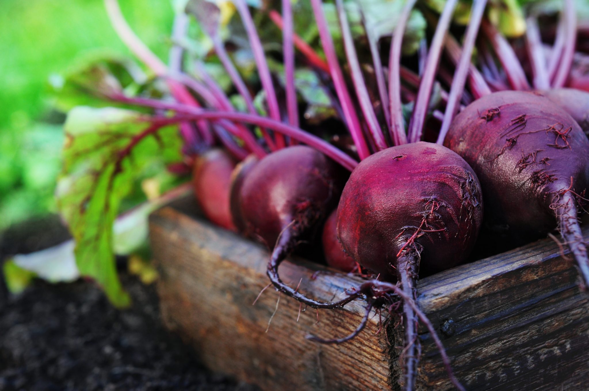 garden guide southern california
