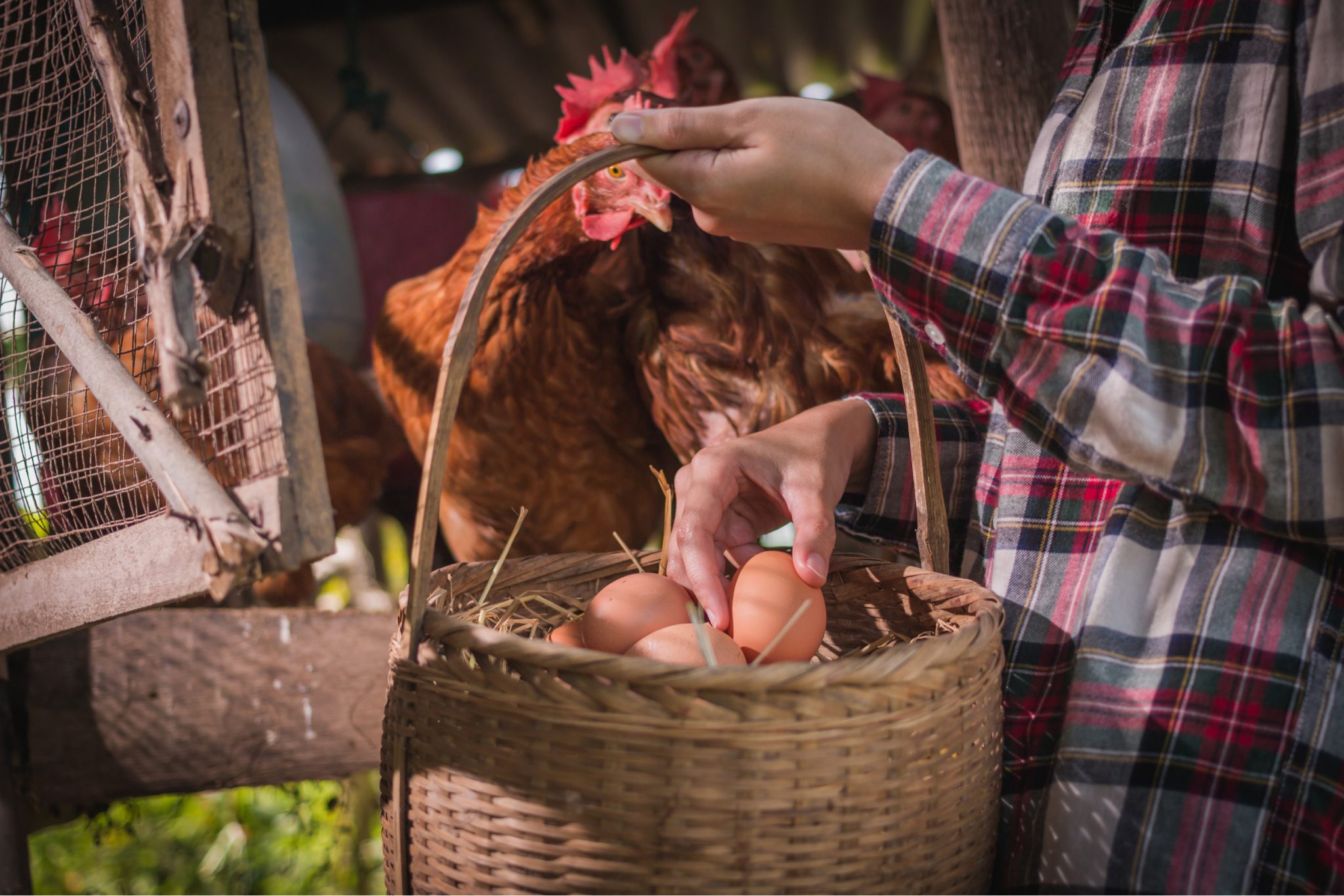 Backyard Chicken Coop Tips