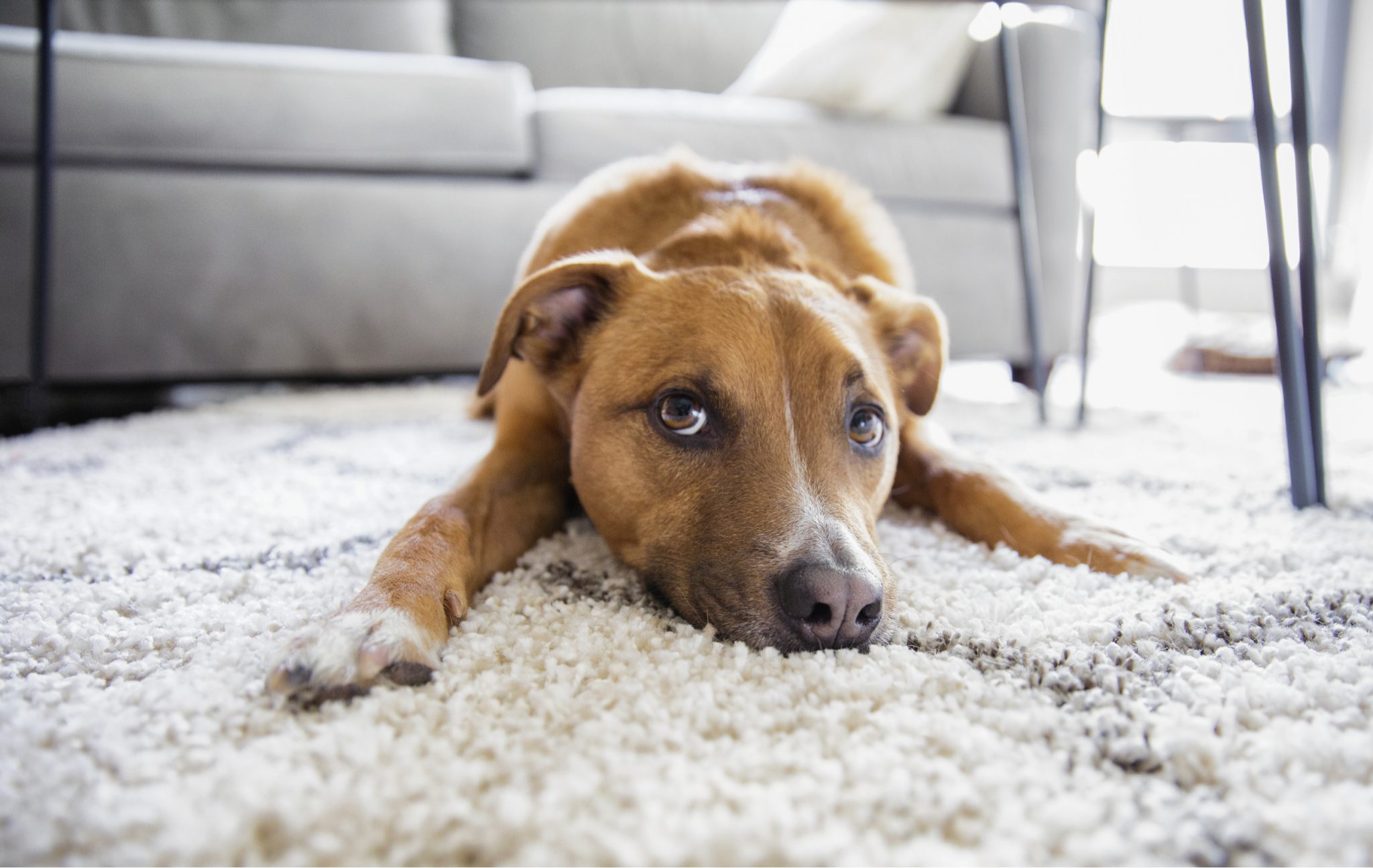 How to Get Old Dog Urine Smell out of Carpet
