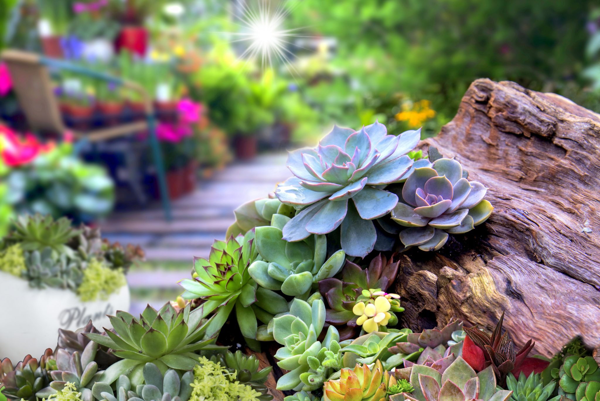 Easy Summer Garden