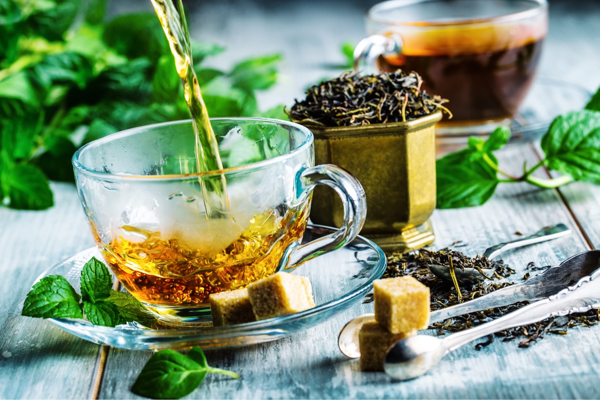 Grow Your Own Tea Garden