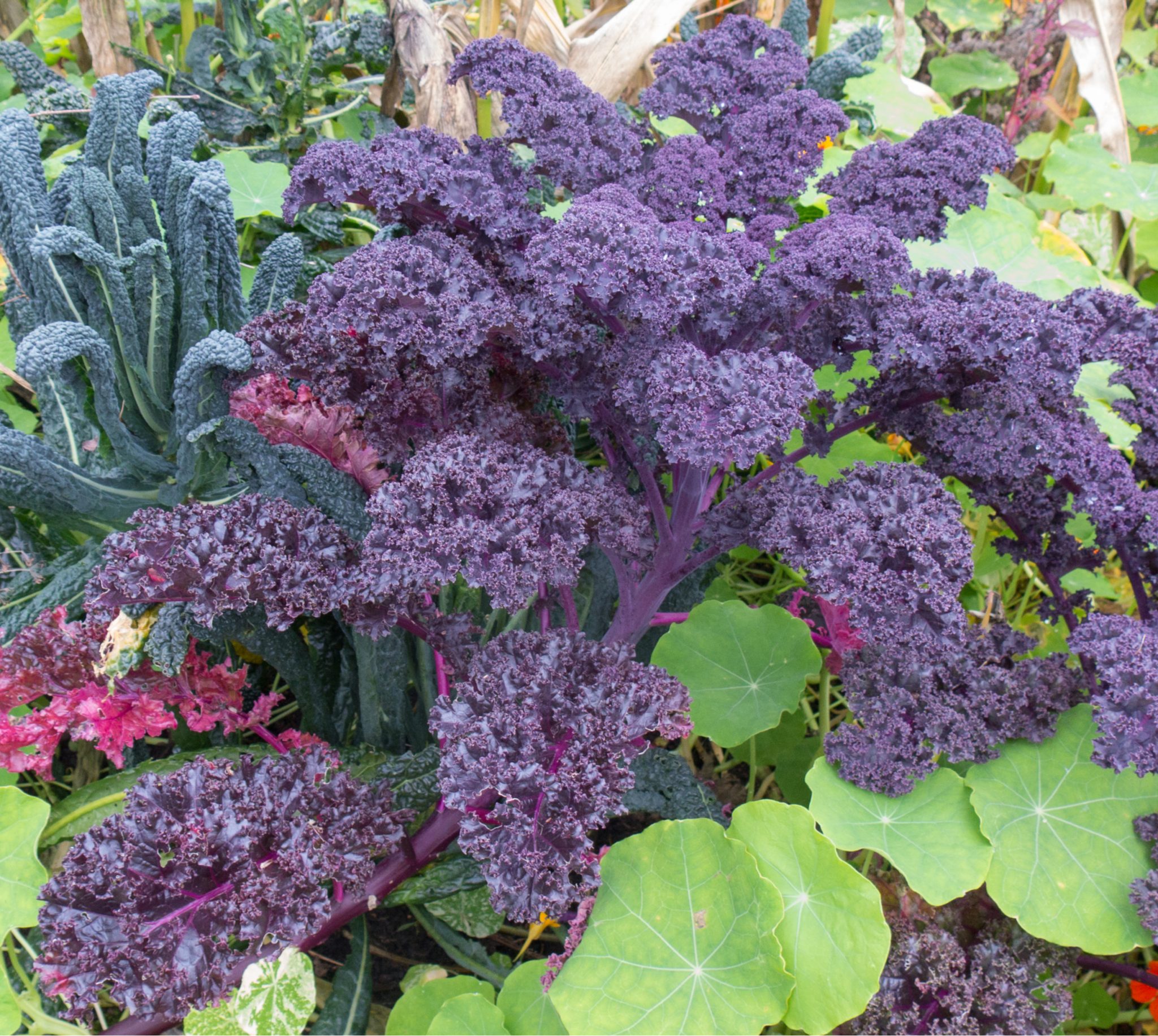 Summer Garden Ideas